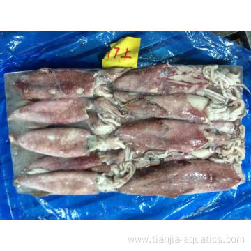 New Catching Frozen Loligo Chinensis Squid